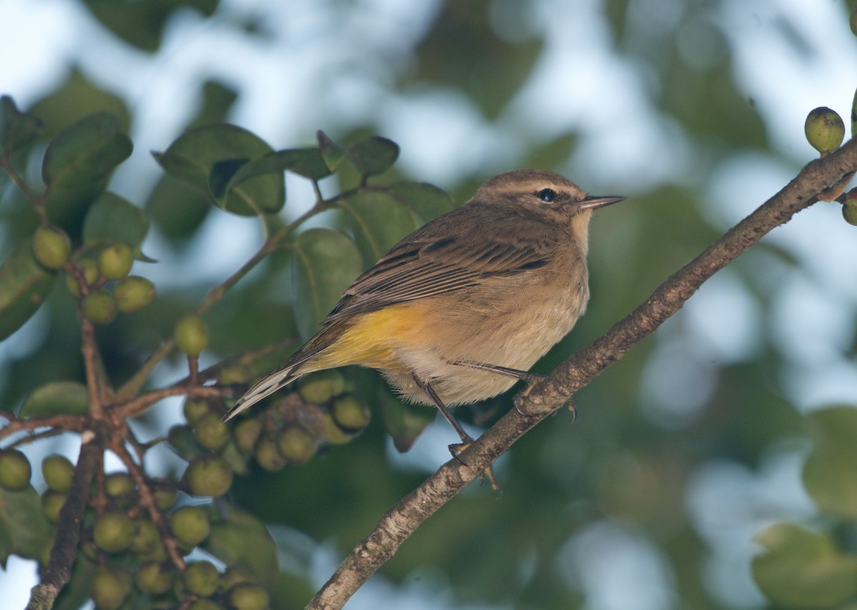 Palm Warbler - ML643878156
