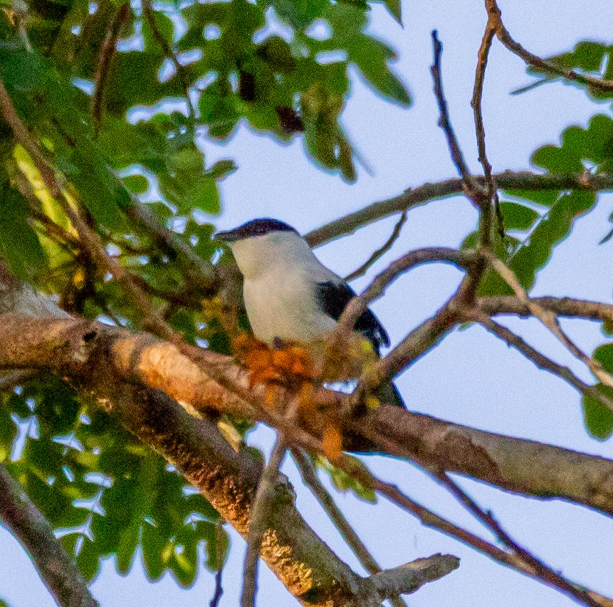 White-bearded Manakin - ML643878157