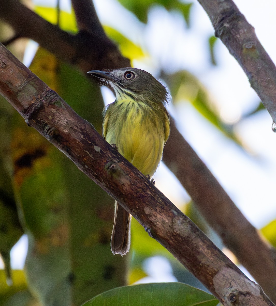 Stripe-necked Tody-Tyrant - ML643878158