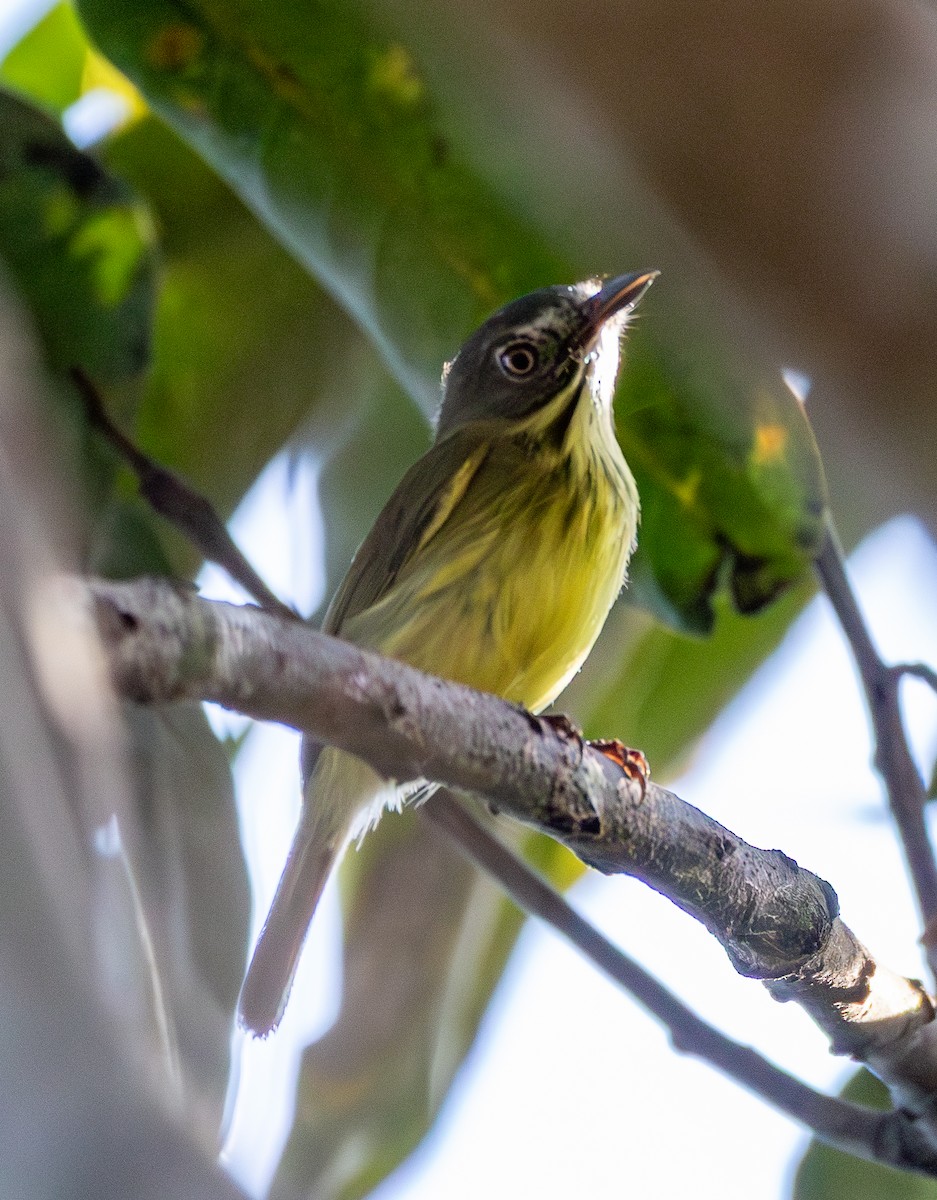 Stripe-necked Tody-Tyrant - ML643878159
