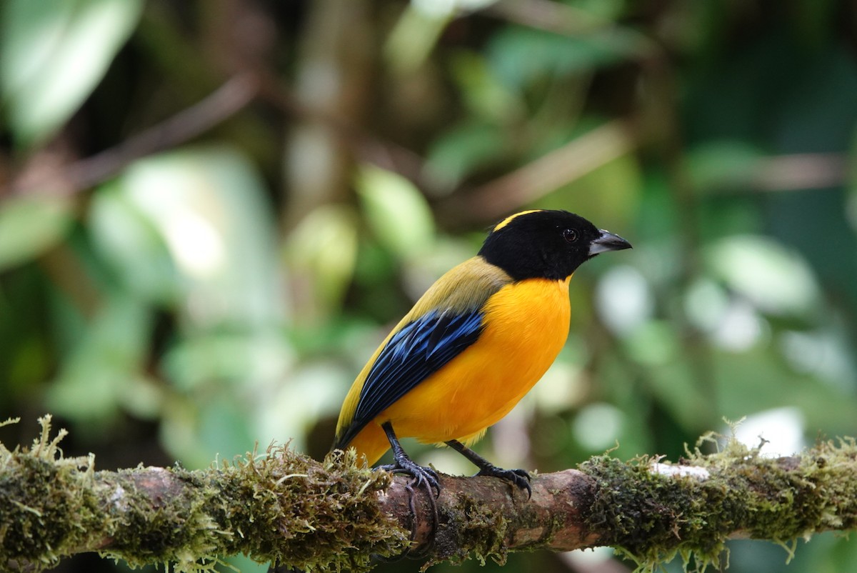 Black-chinned Mountain Tanager - ML643878160