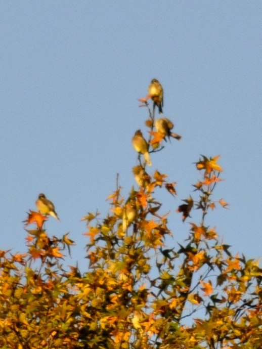 Cedar Waxwing - ML643878168