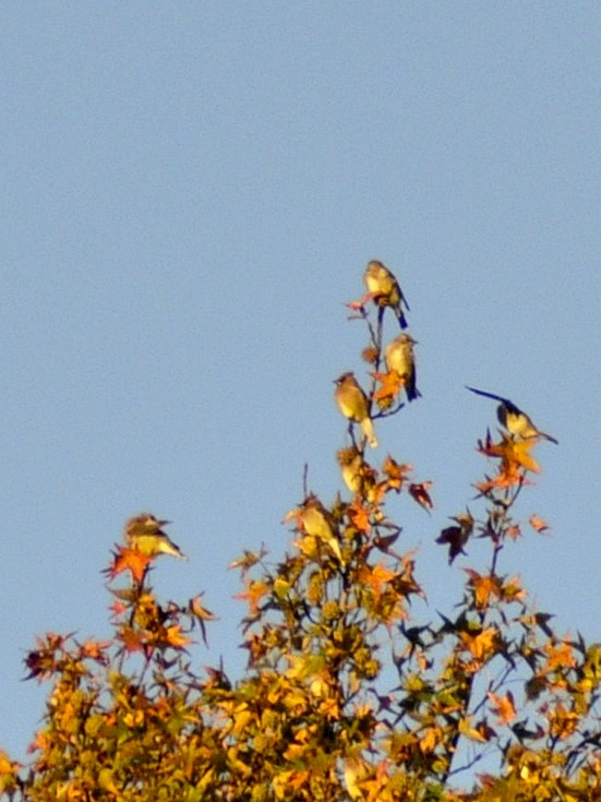 Cedar Waxwing - ML643878169