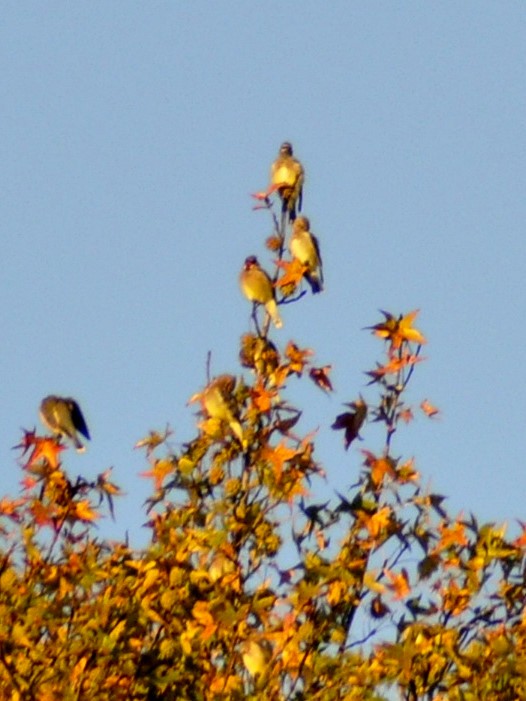 Cedar Waxwing - ML643878170