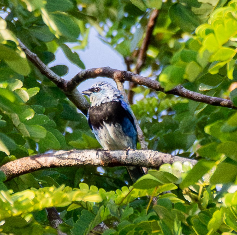 Masked Tanager - ML643878172