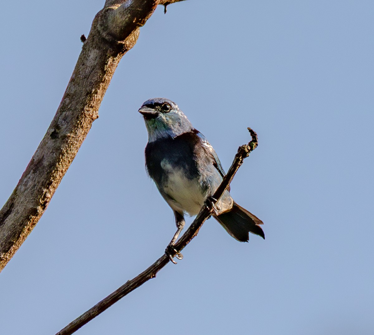 Masked Tanager - ML643878173