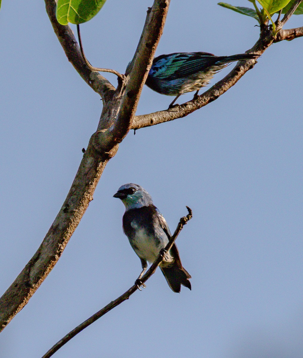 Masked Tanager - ML643878174
