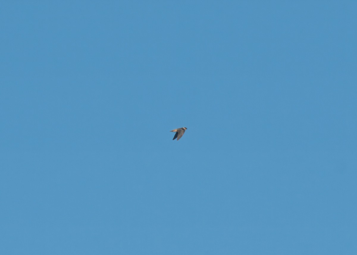 Cave Swallow - ML643878183