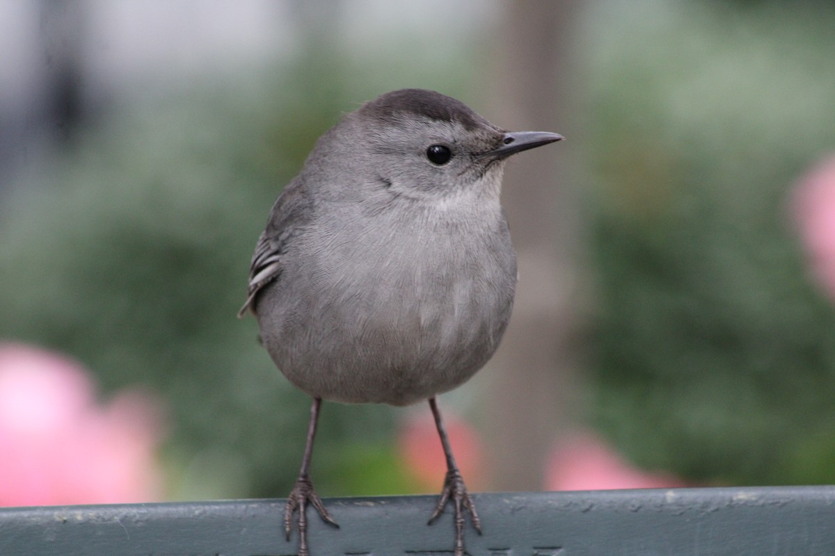 Gray Catbird - ML643878185