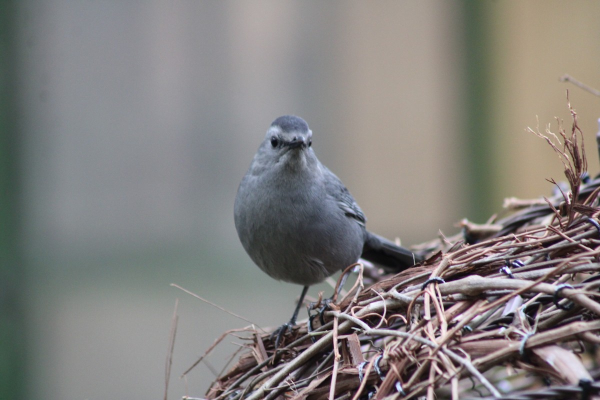 Gray Catbird - ML643878186