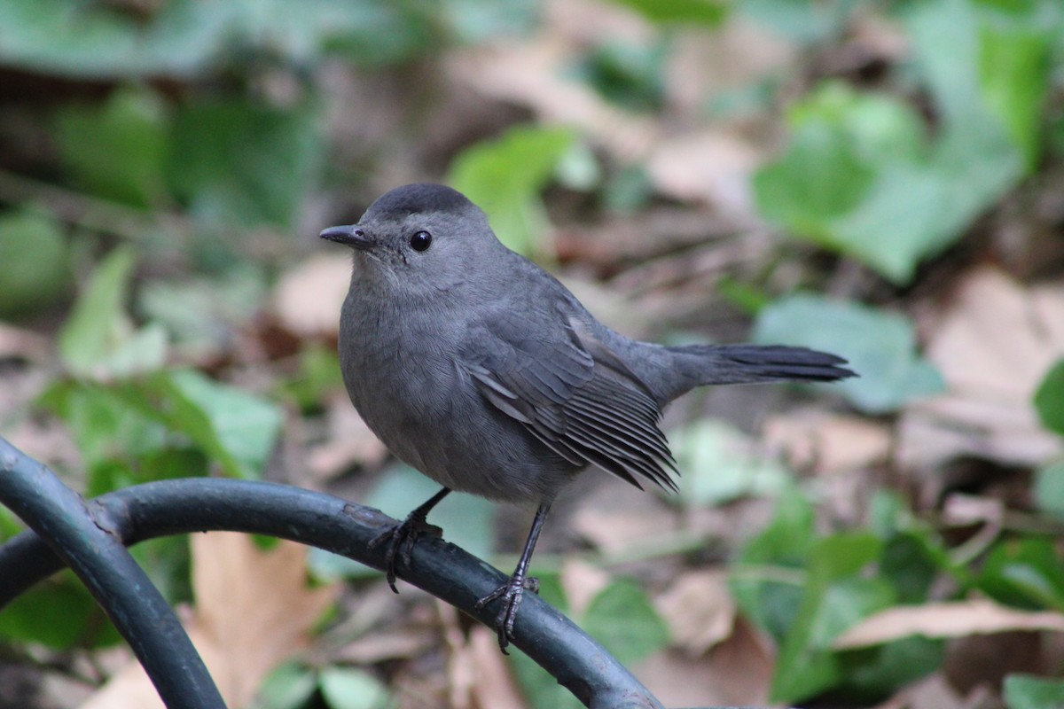 Gray Catbird - ML643878187