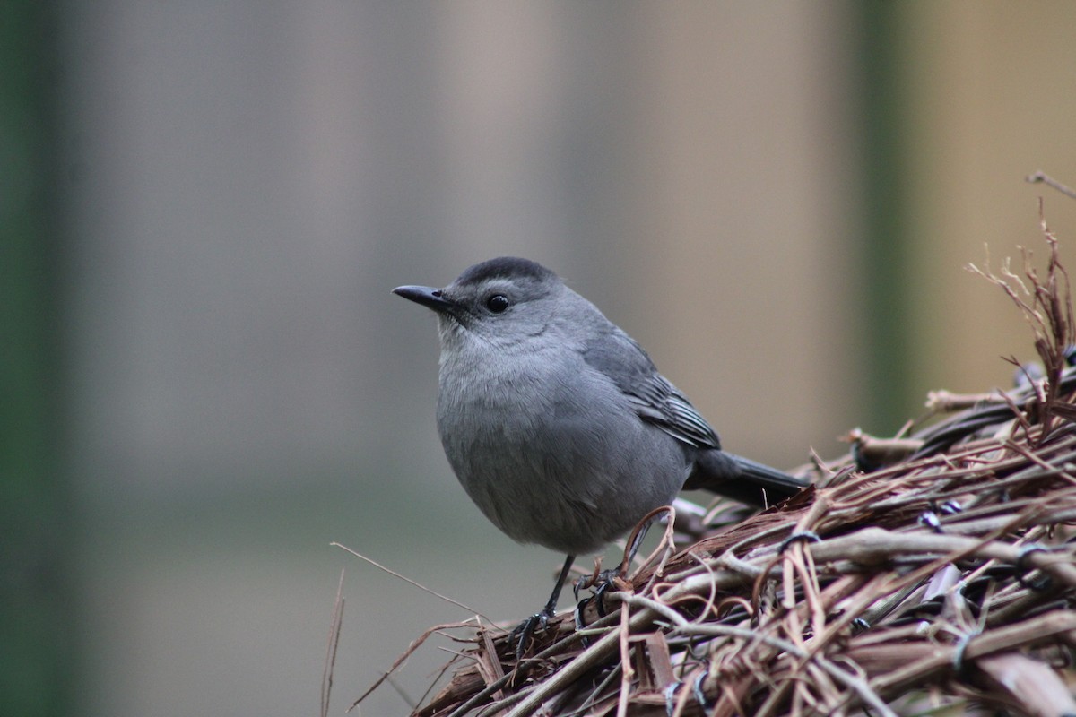 Gray Catbird - ML643878188