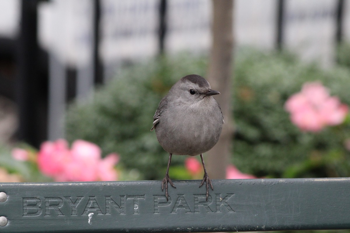 Gray Catbird - ML643878189
