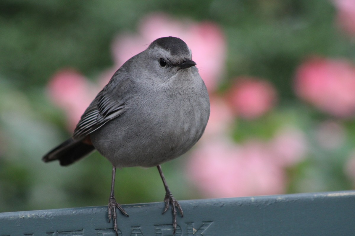 Gray Catbird - ML643878190