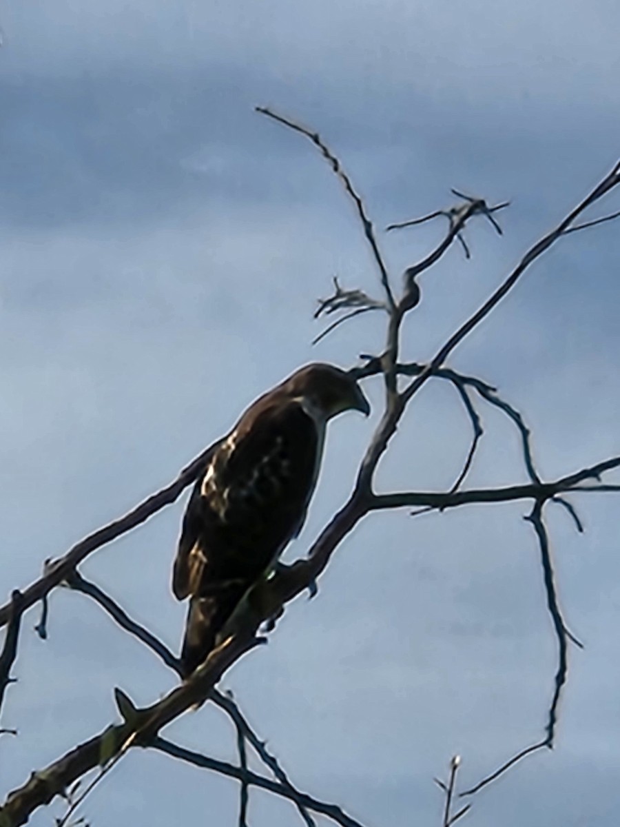 Red-tailed Hawk - ML643878193