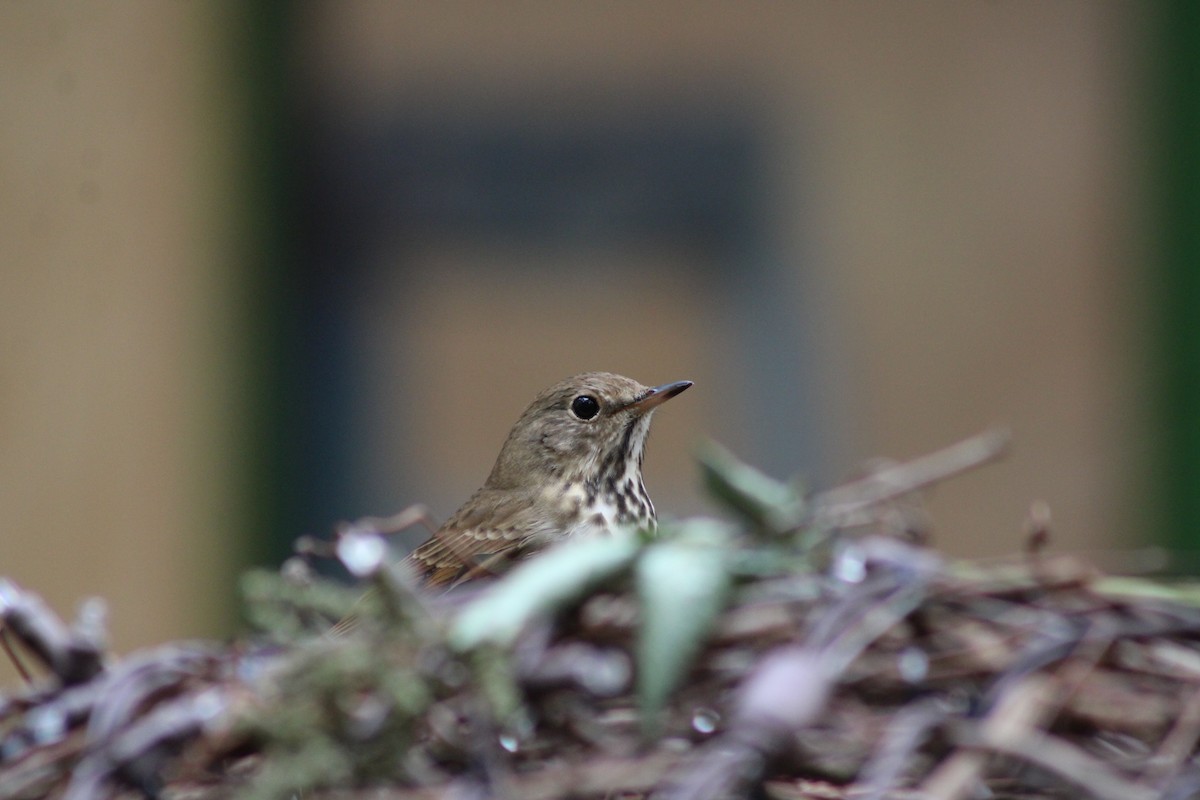 Hermit Thrush - ML643878194