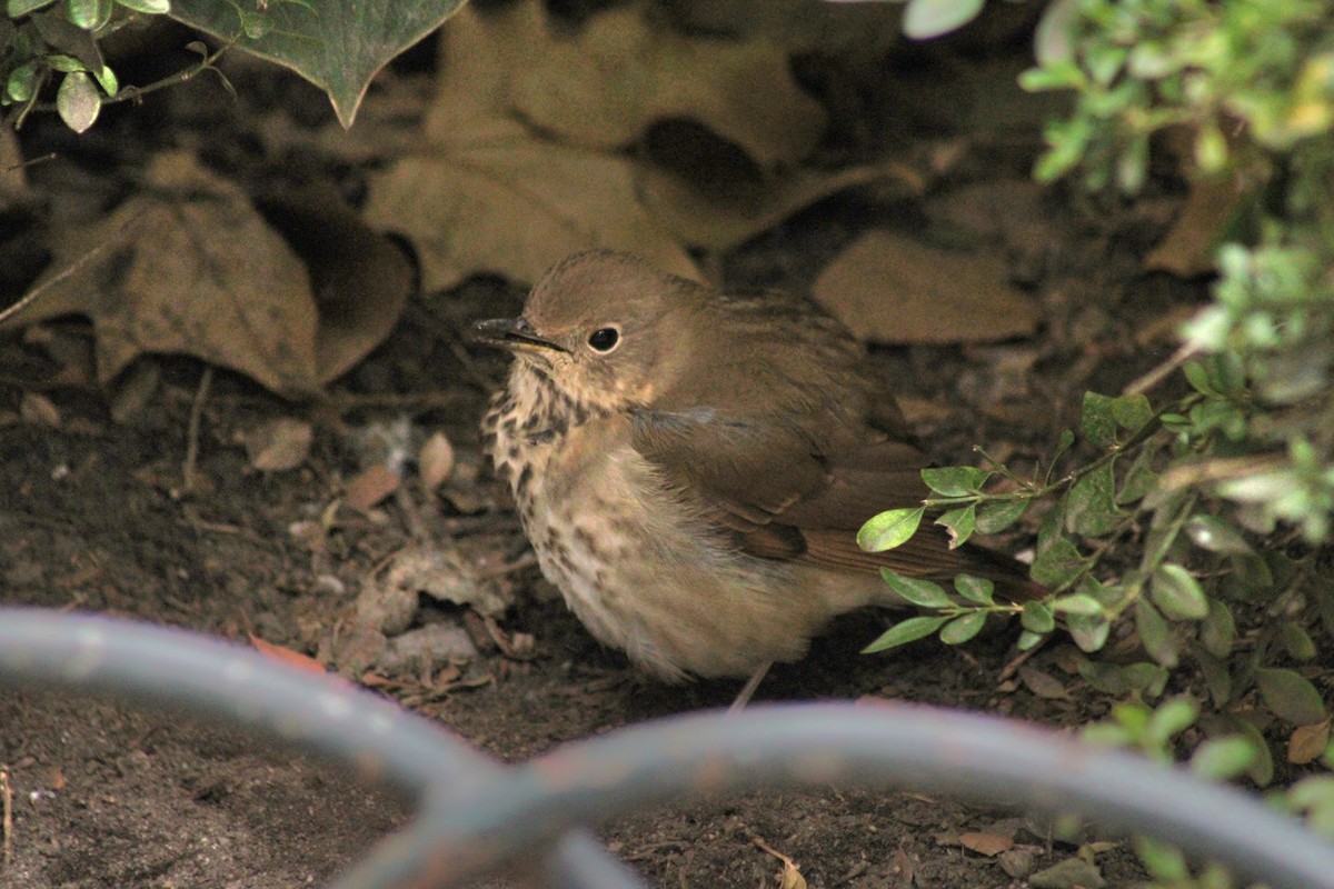 Hermit Thrush - ML643878195