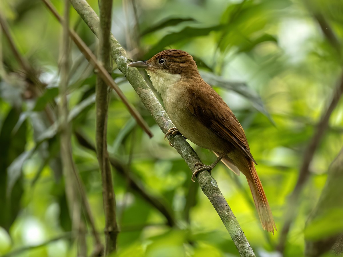 Філідор-лісовик білоокий - ML643878197