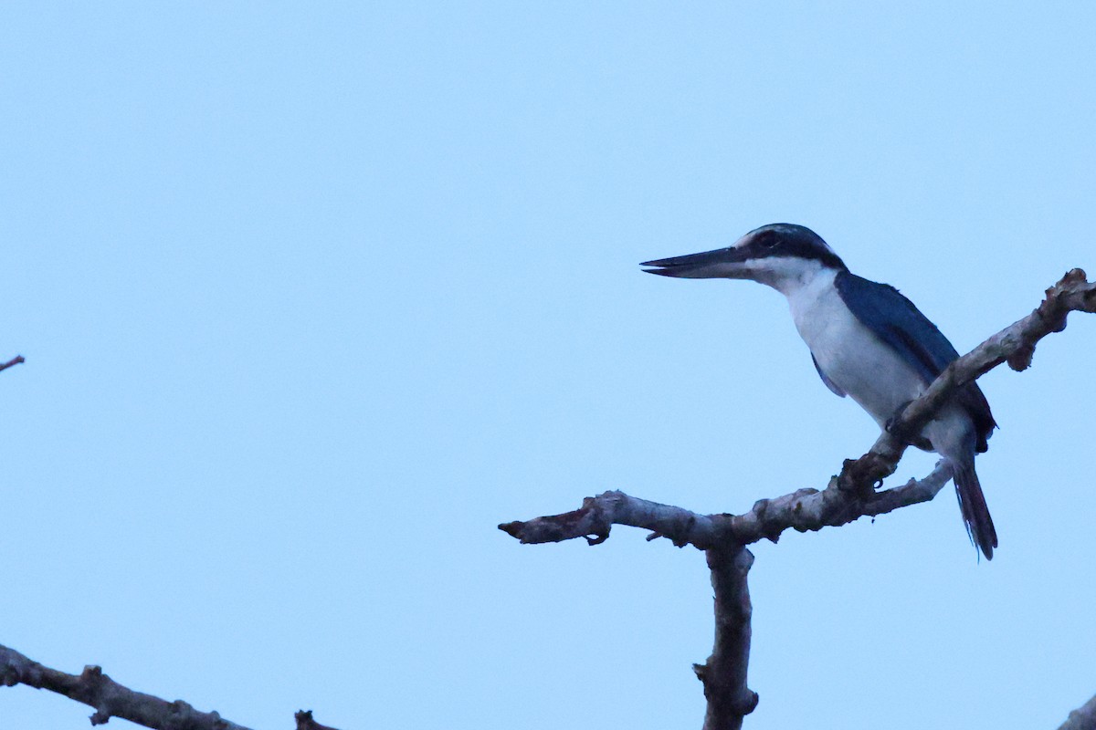 Collared Kingfisher - ML643878200