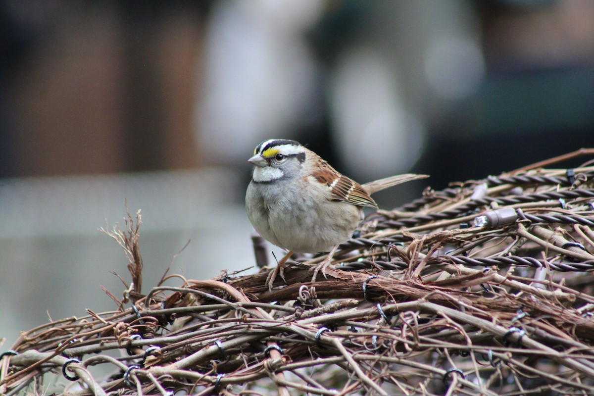 White-throated Sparrow - ML643878202