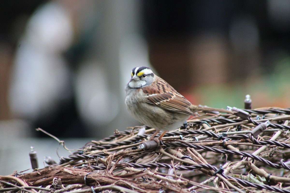 White-throated Sparrow - ML643878203