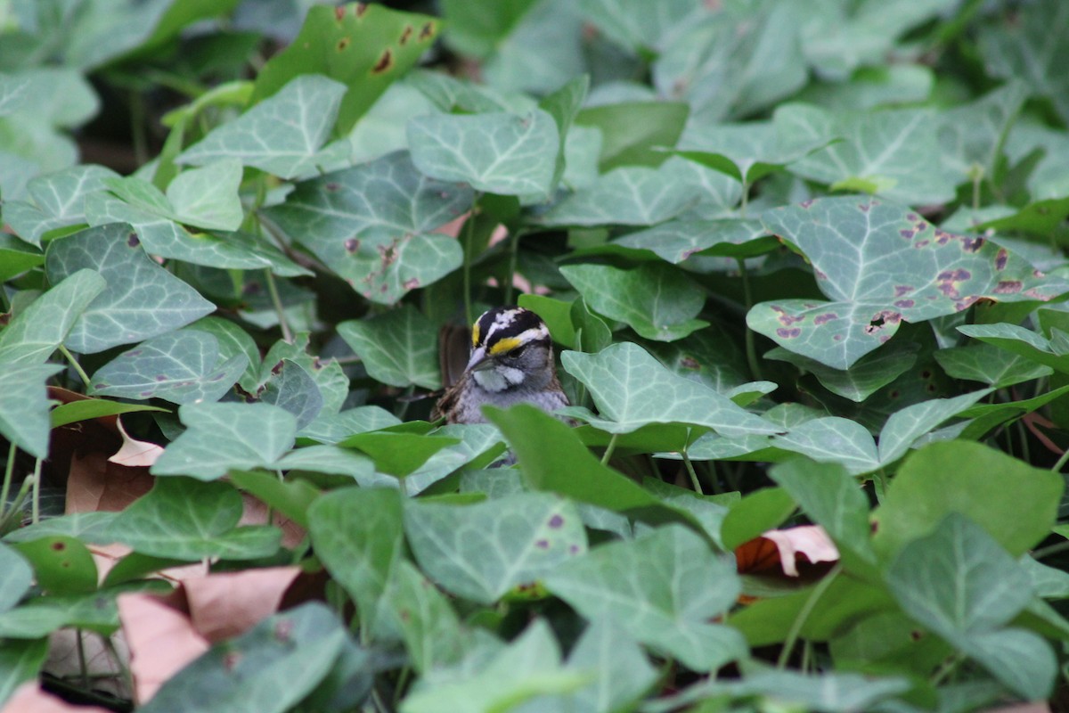White-throated Sparrow - ML643878204