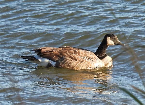 Oca canadese maggiore - ML643878205