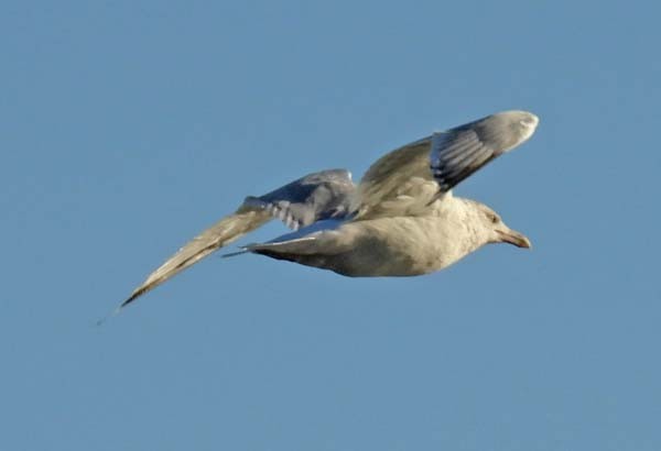 Gavina americana - ML643878210