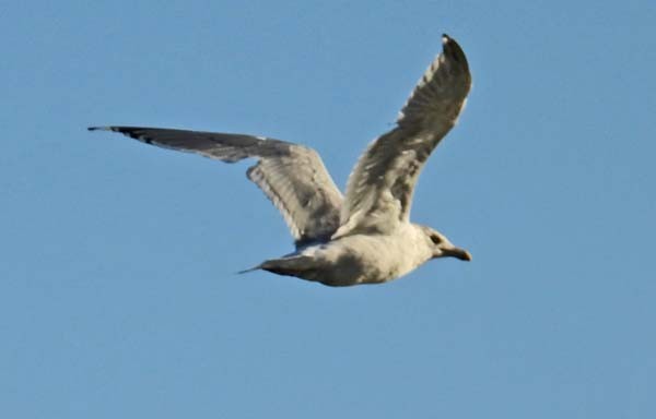 Gavina americana - ML643878213