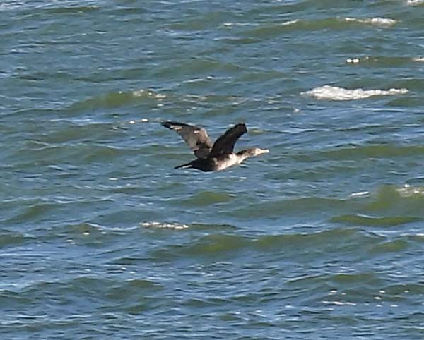 Double-crested Cormorant - ML643878218