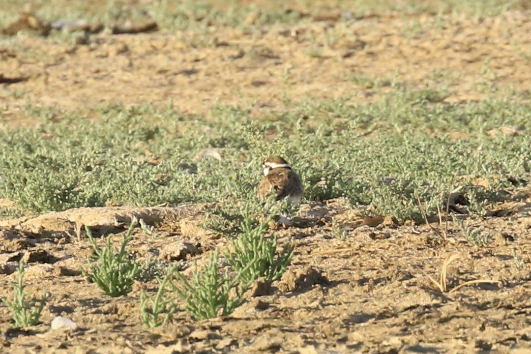 Kittlitz's Plover - ML643878220