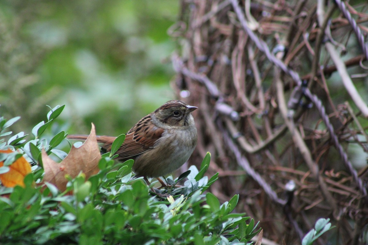 Swamp Sparrow - ML643878221