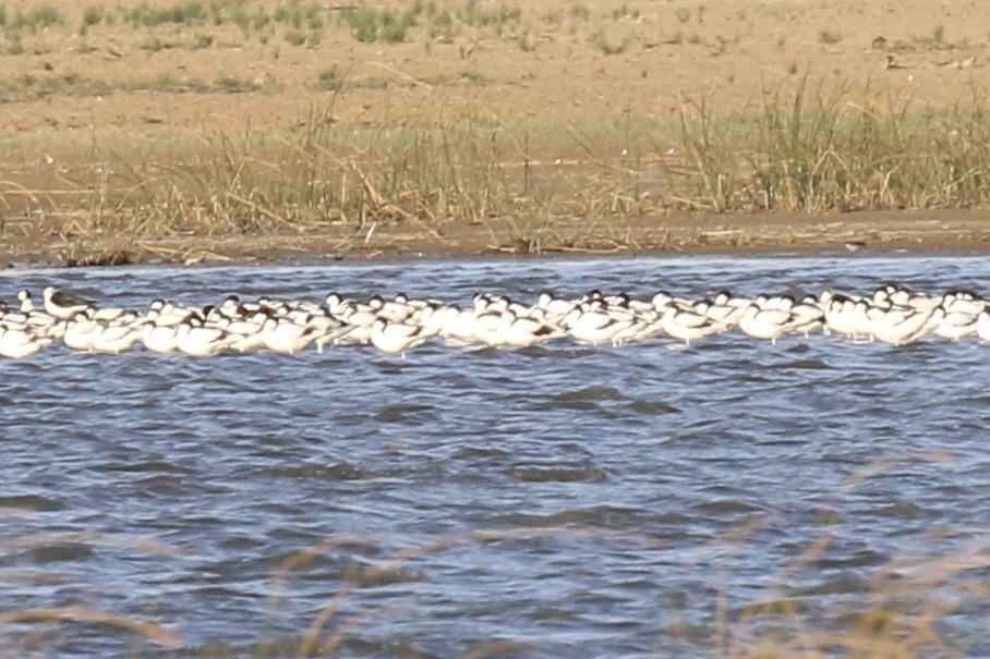 Алаг ээтэн - ML643878229