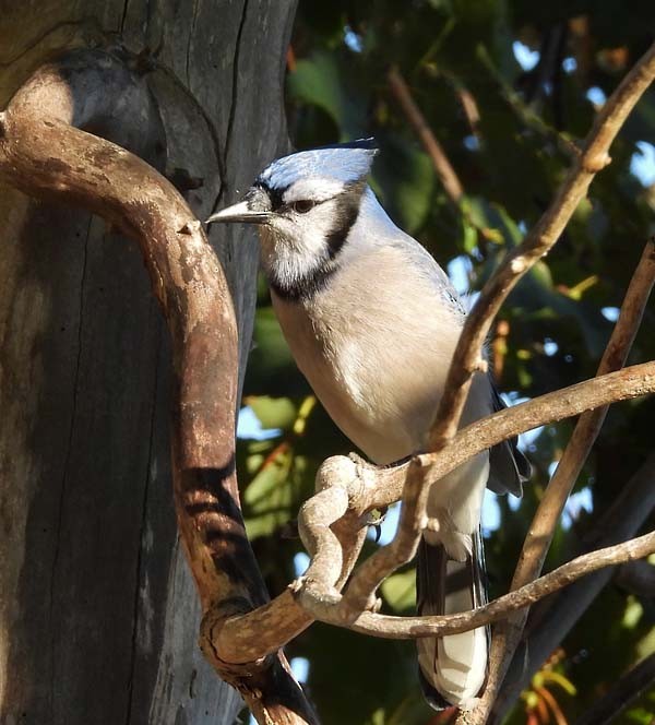 Blue Jay - ML643878230