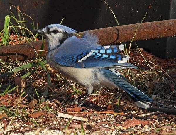 Blue Jay - ML643878234