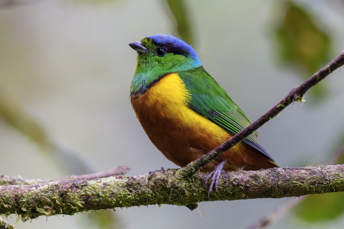 Chestnut-breasted Chlorophonia - ML643878240