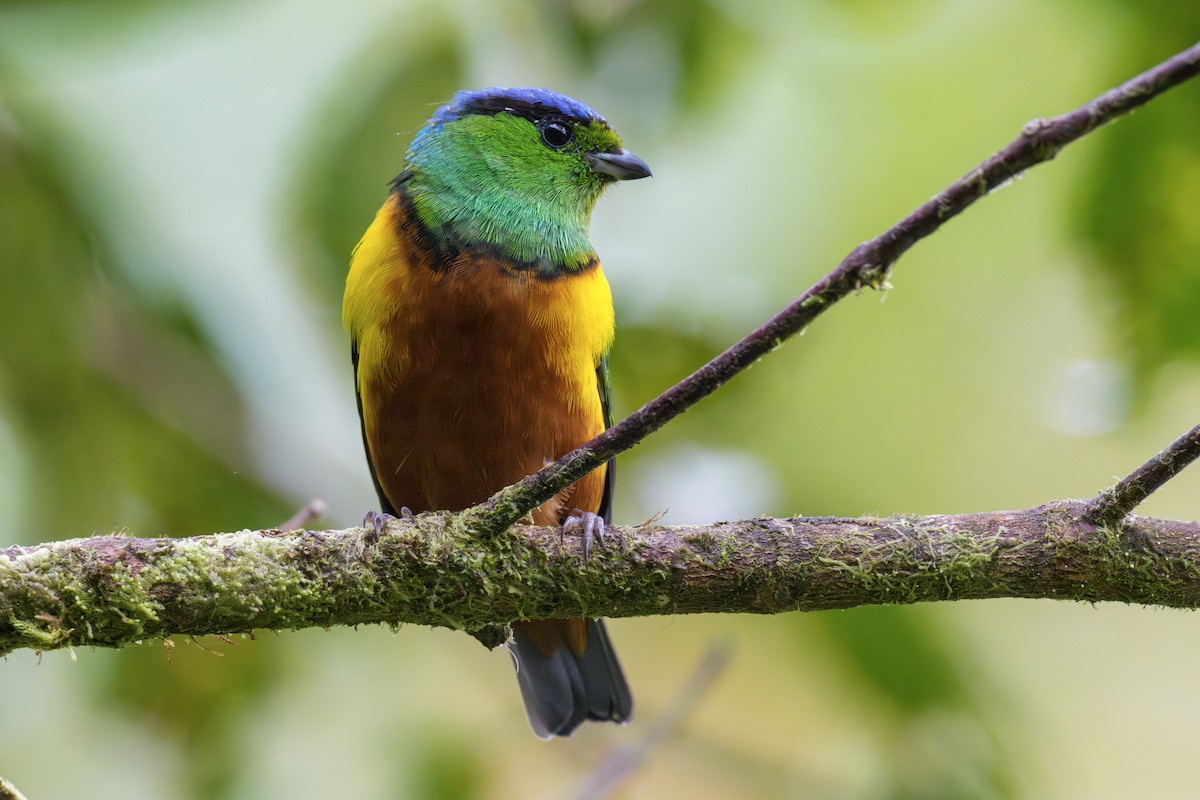 Chestnut-breasted Chlorophonia - ML643878241