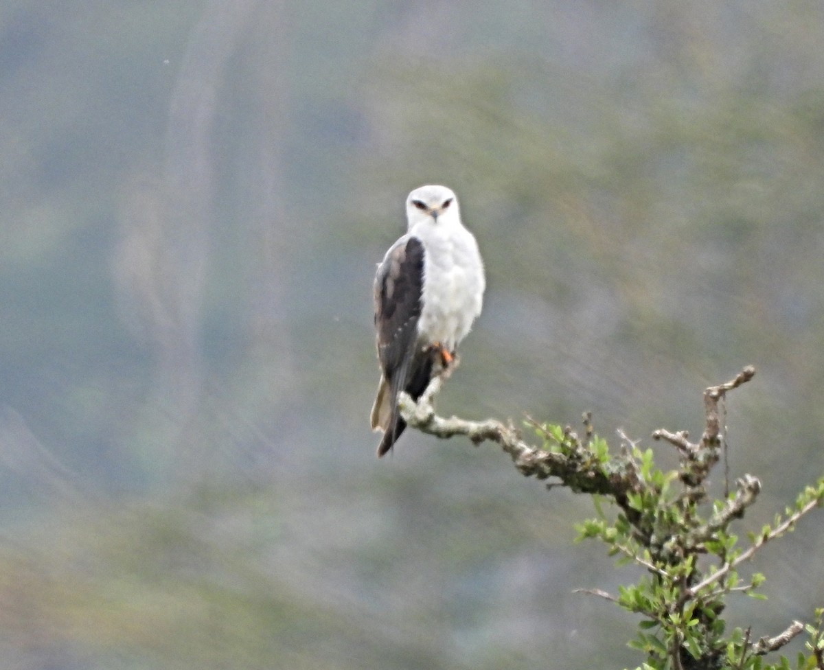 Ak Çaylak - ML643878246