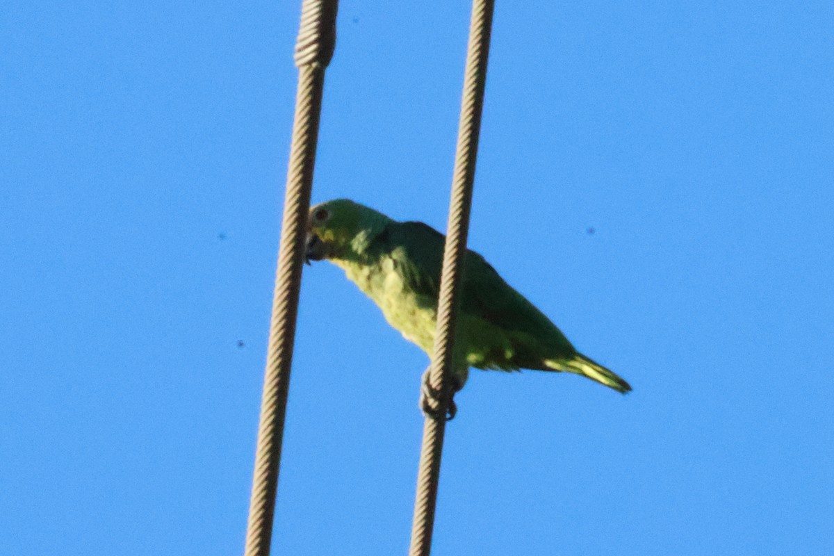 Amazona Frentirroja - ML643878249