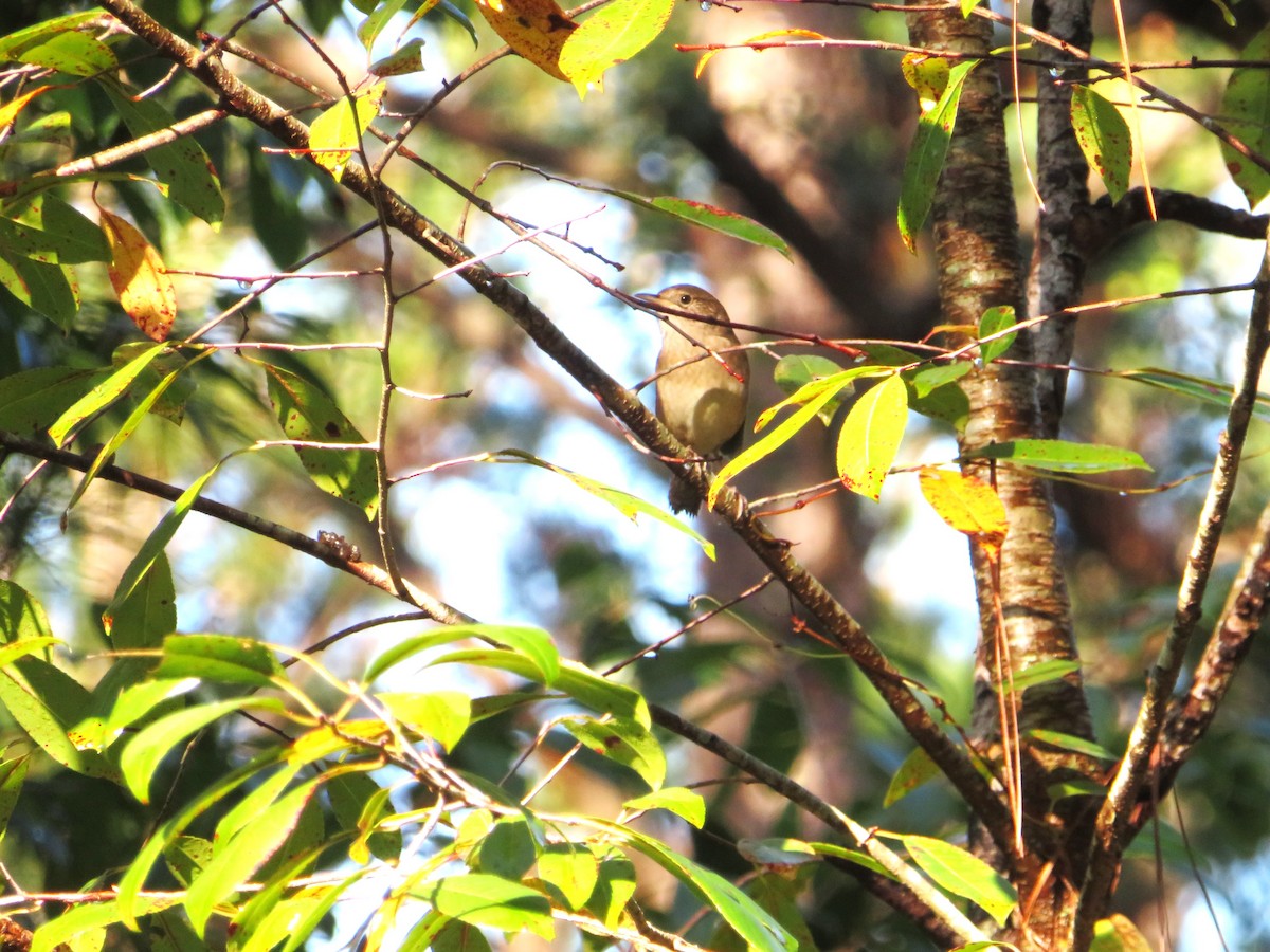 Northern House Wren - ML643878258