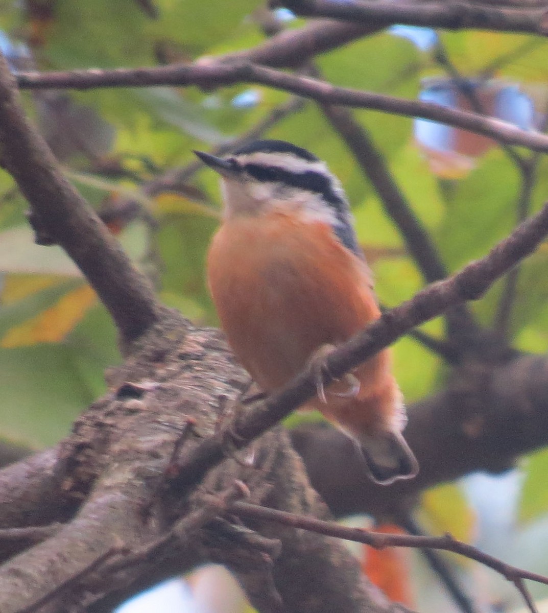 Red-breasted Nuthatch - ML643878263