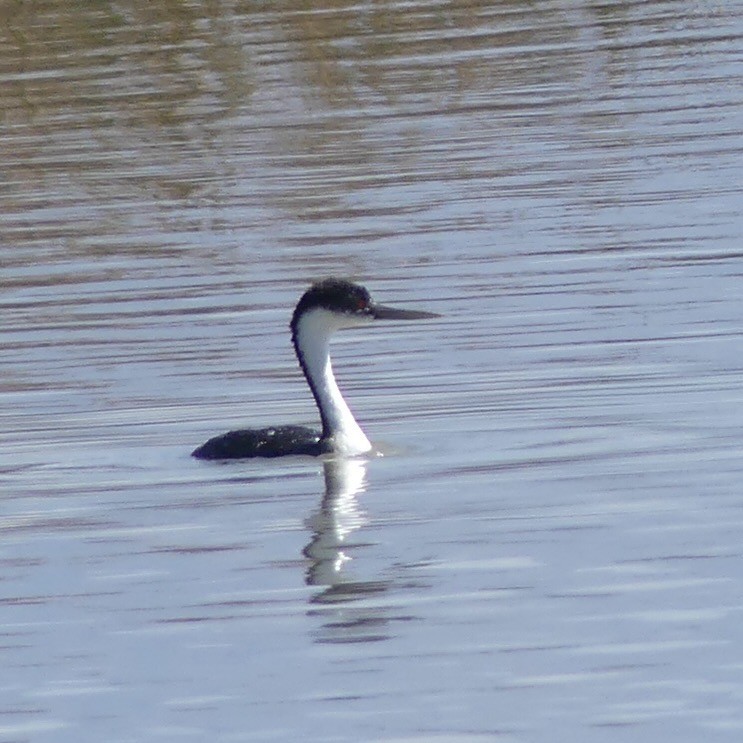 Western Grebe - ML643878275