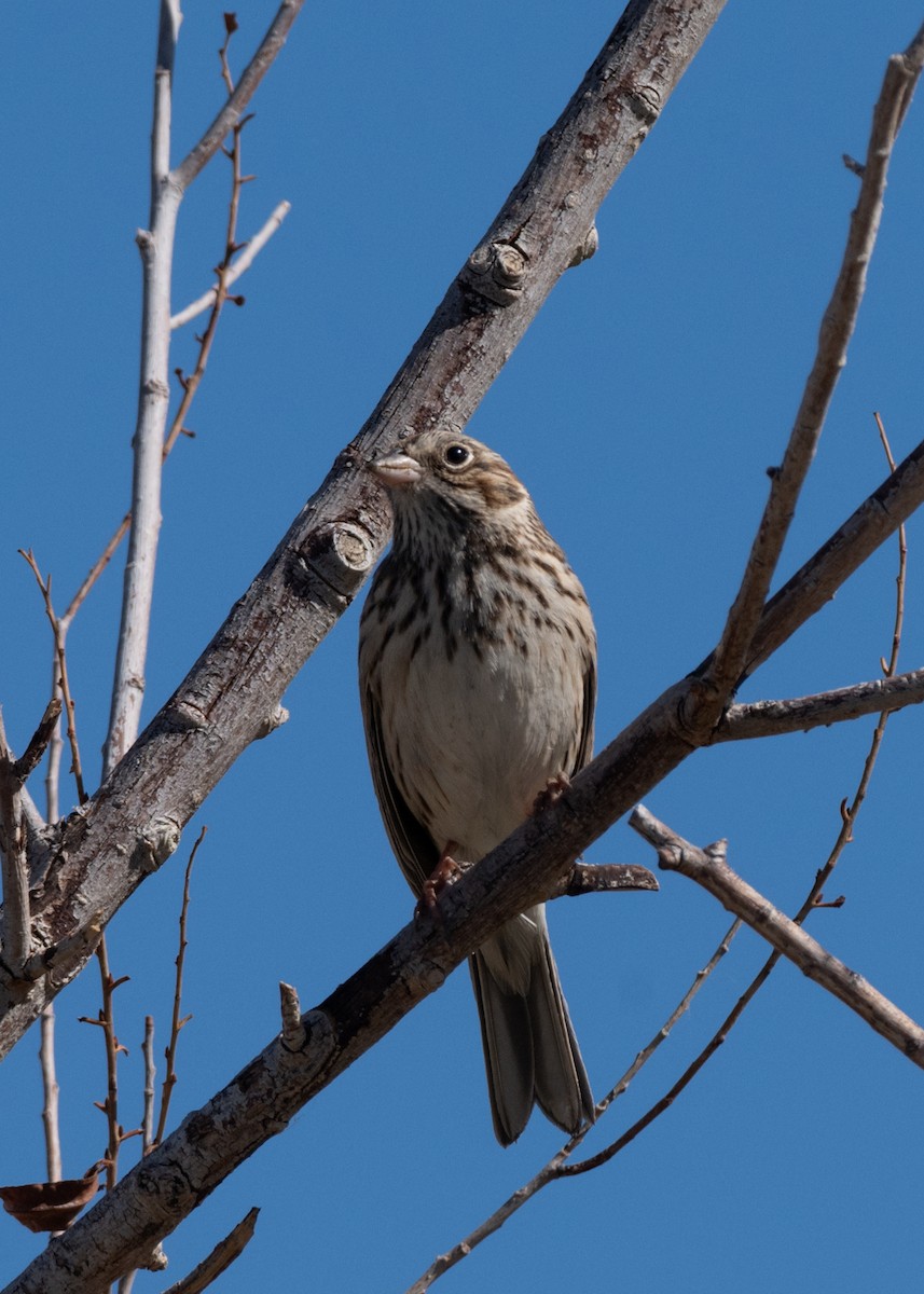 vesperspurv - ML643878276