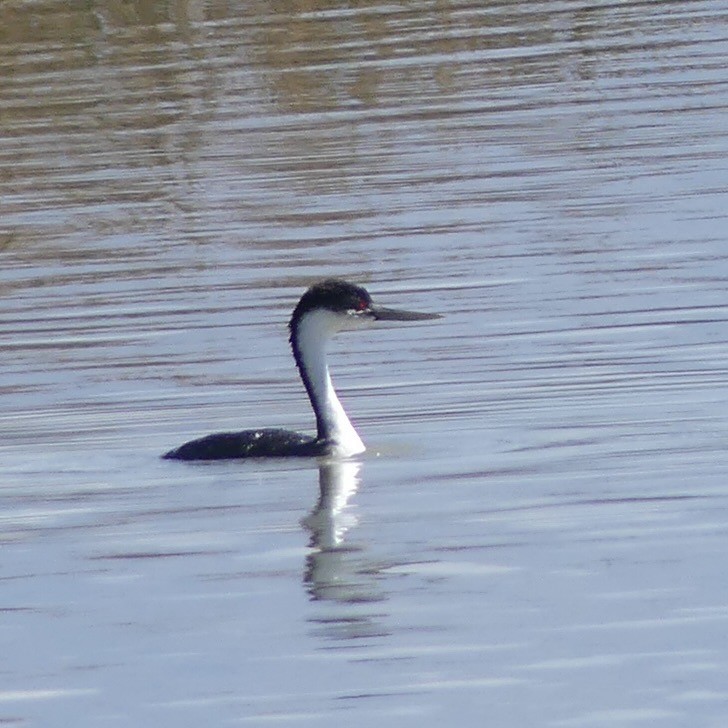 Western Grebe - ML643878277