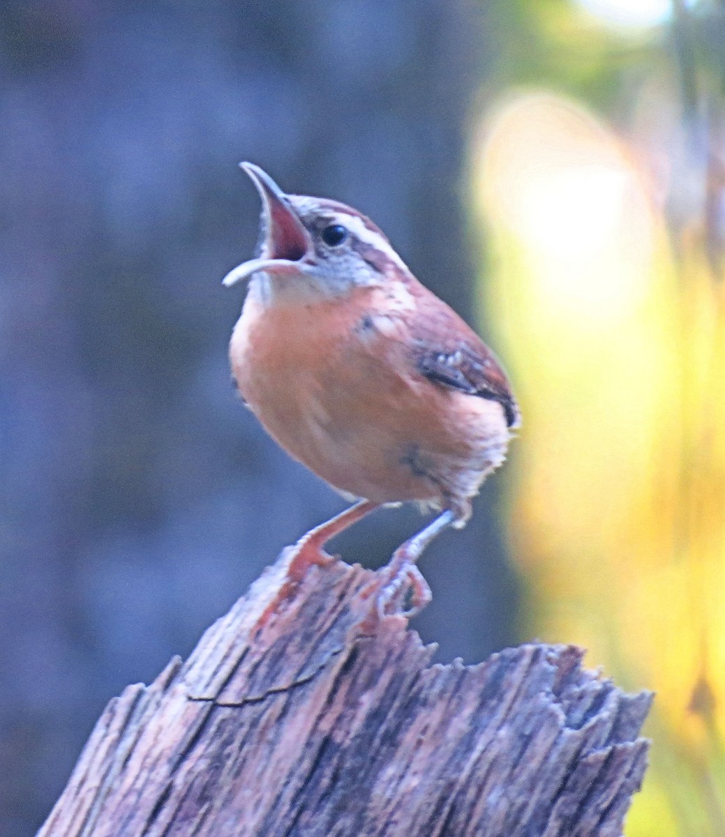 Carolina Wren - ML643878278