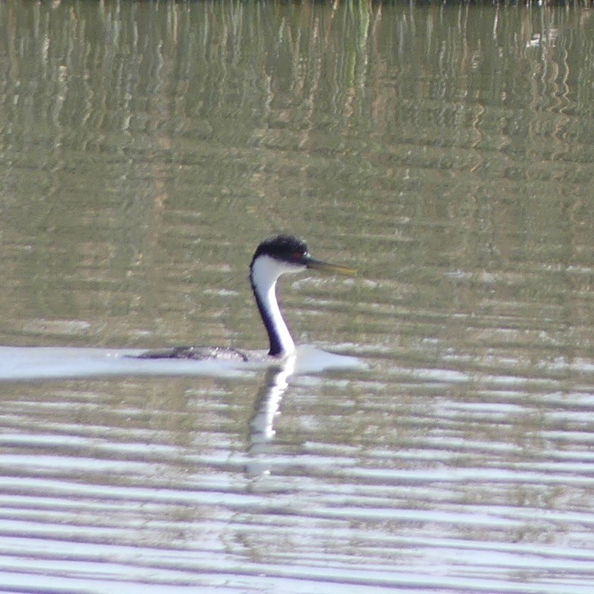 Western Grebe - ML643878279