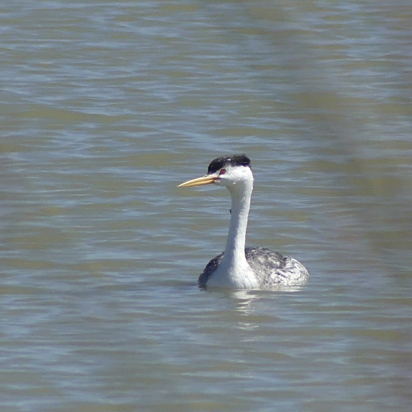 Clark's Grebe - ML643878281