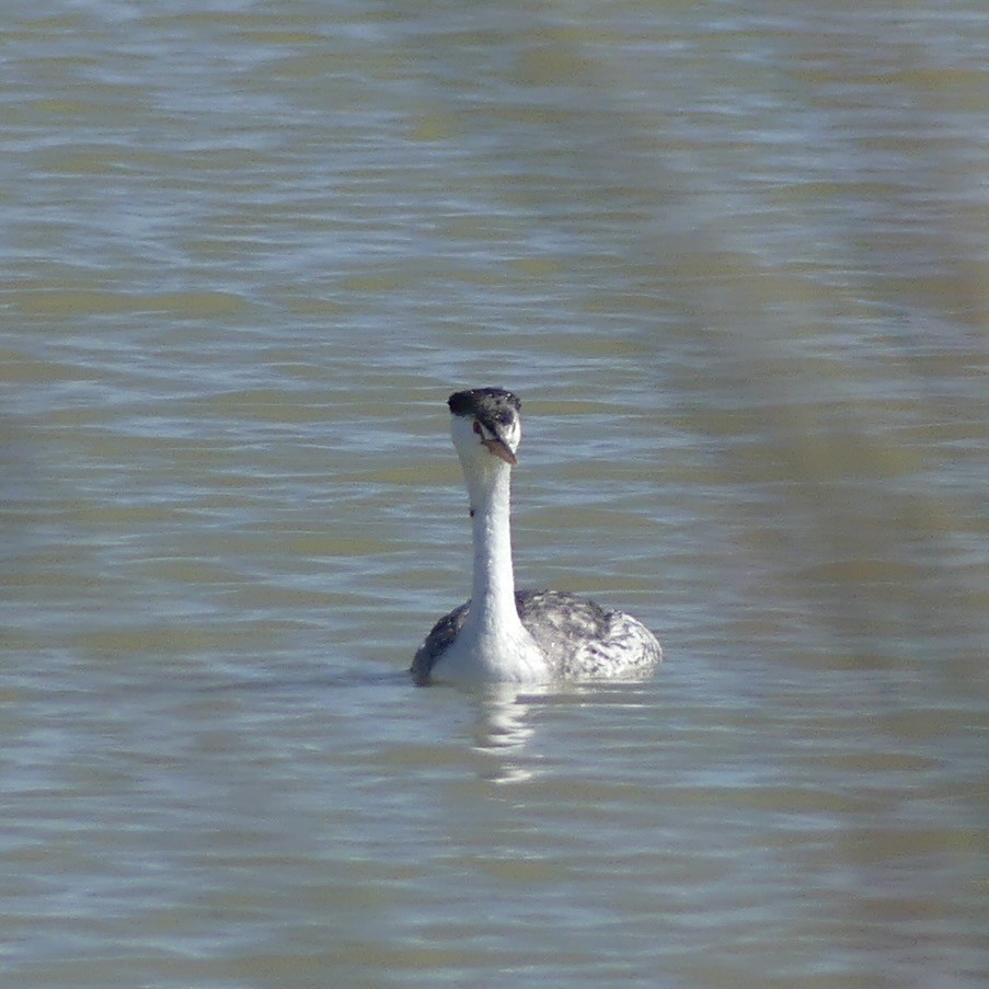 Clark's Grebe - ML643878282