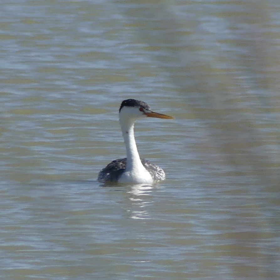 Clark's Grebe - ML643878287