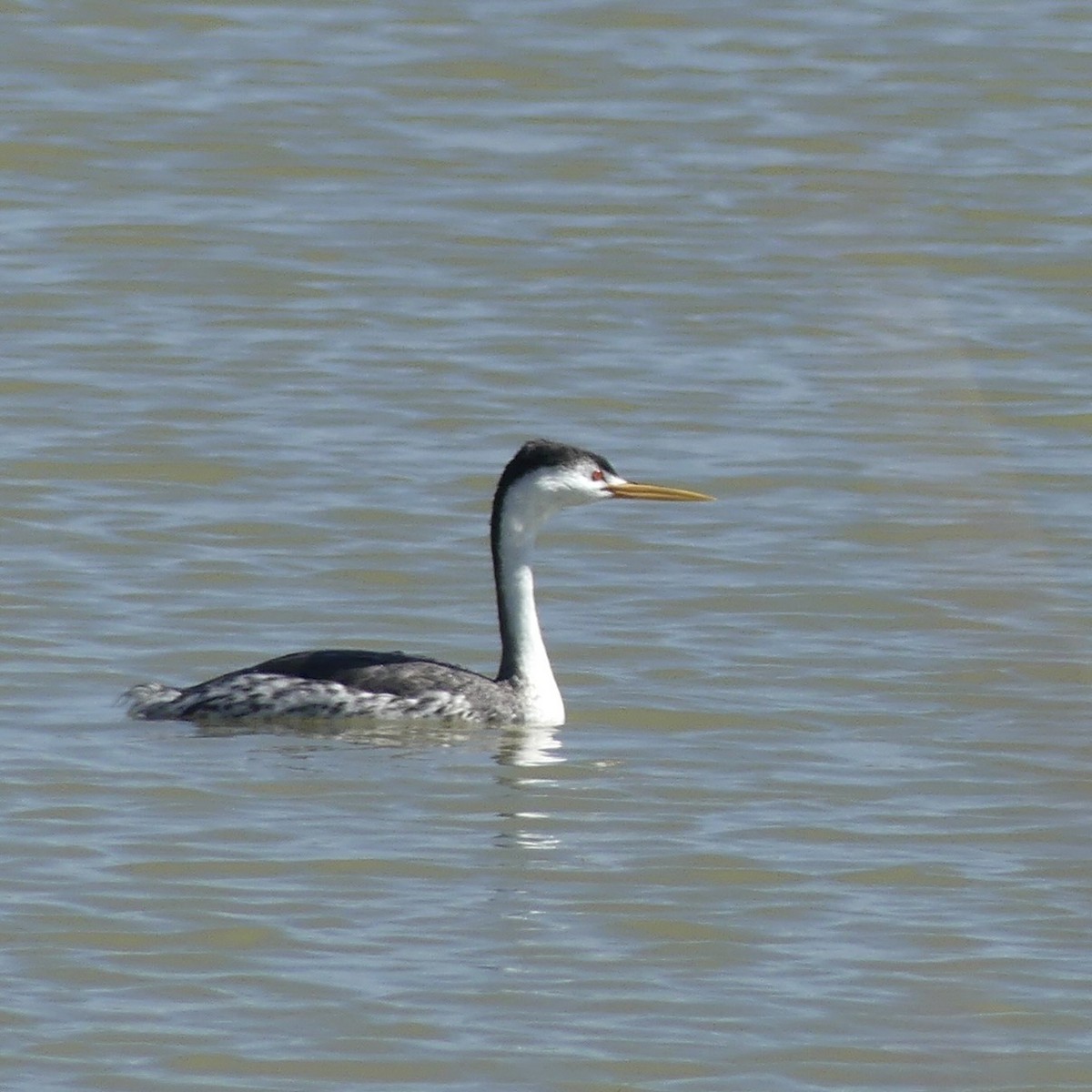 Clark's Grebe - ML643878290